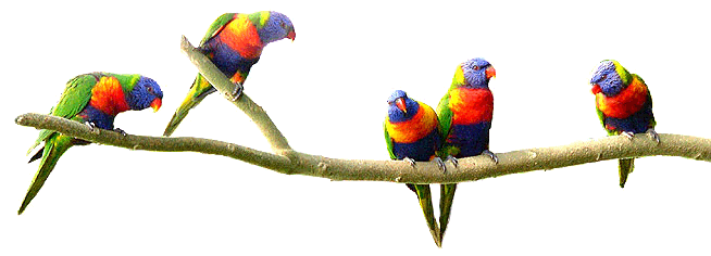 a group of curious lorikeets pose for the camera